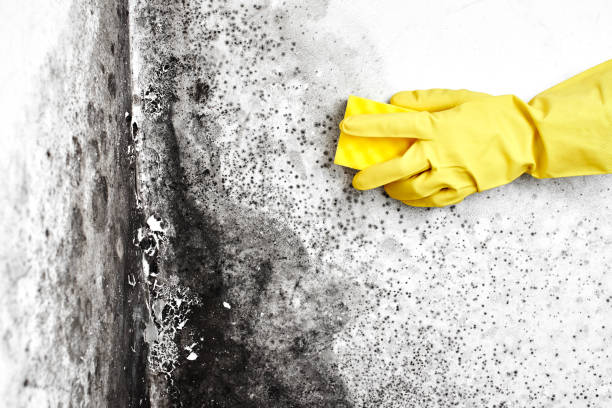Professional Mold Removal in Madison, AL