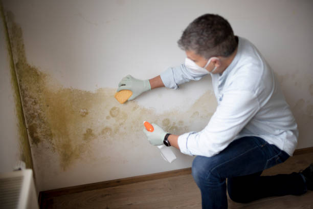 Best Environmental Consulting for Mold Prevention  in Madison, AL